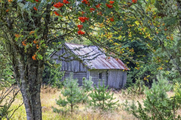 Old wooden barn built of logs at the edge of the forest by a rowan tree with red berries on its branches, Sweden