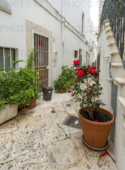 Narrow street with flower-pots in Locorotondo, Apulia - Puglia, Italy