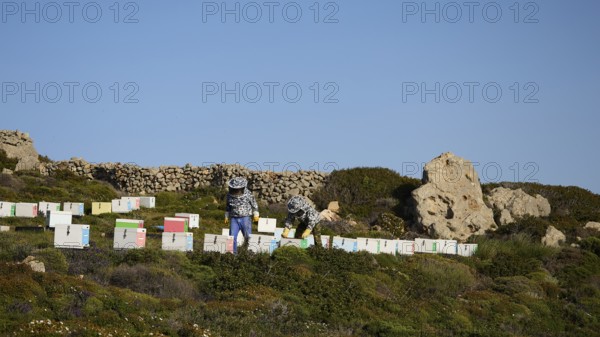 Two beekeepers working in a field with colourful beehives under a clear sky, below the Church of Prophet Elias, Profitis Ilias Chapel, Hermitage, Patmos, Dodecanese, Greek Islands, Greece