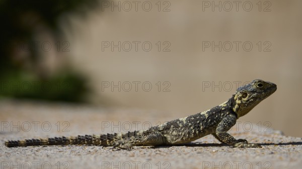 Agame (Agamidae), lizard sunbathing on sandy ground in natural environment, Patmos, Dodecanese, Greek Islands, Greece