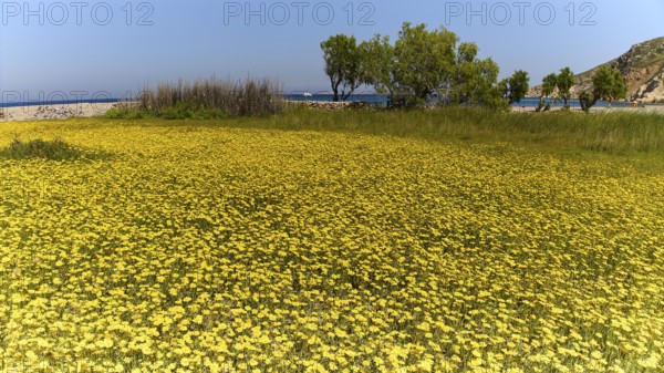 Large flower field with trees on the shore on a sunny day, Lambi Beach, Lambi Bay, Patmos, Dodecanese, Greek Islands, Greece