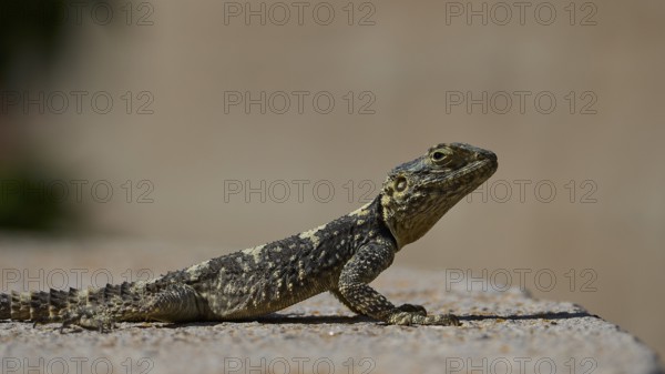 Agame (Agamidae), lizard sunbathing on sandy surface in natural environment, Patmos, Dodecanese, Greek Islands, Greece