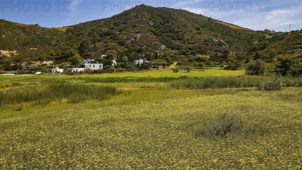 Green landscape with hills and small white houses against a blue sky, Lambi Beach, Lambi Bay, Patmos, Dodecanese, Greek Islands, Greece