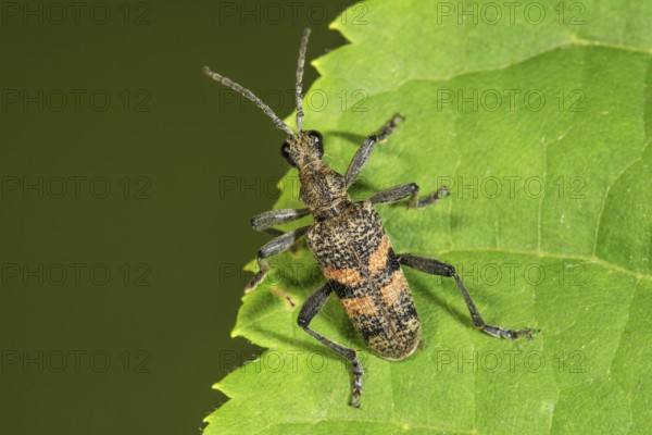 Shot pincer buck (Rhagium inquisitor) sitting on the edge of a green leaf, Baden-Württemberg, Germany