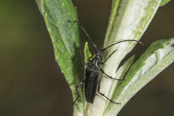 Strangalia nigra (Strangalla nigra) crawling on a plant shoot, Baden-Württemberg, Germany