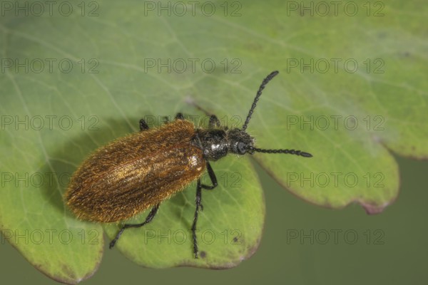 Woolly beetle (Lagria hirta) with black antennae on green leaf, Baden-Württemberg, Germany