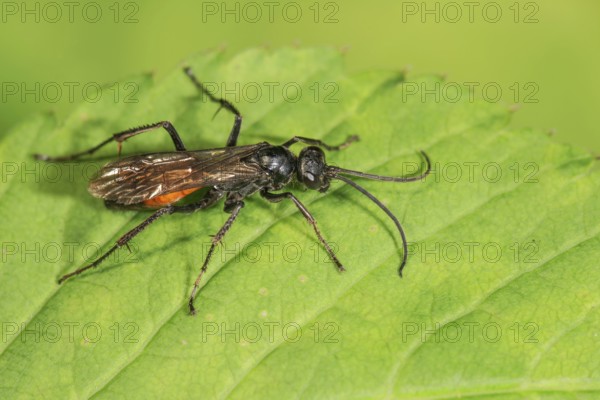 Wasp (Anoplius infuscatus) resting on a green leaf, detailed insect image, Baden-Württemberg, Germany