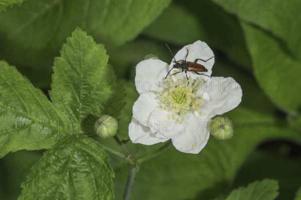 Common narrow-winged ram (Strangalia melanura) on a white flower of the creeping rose (Rosa arvensis) in a green thicket of plants, Baden-Württemberg, Germany