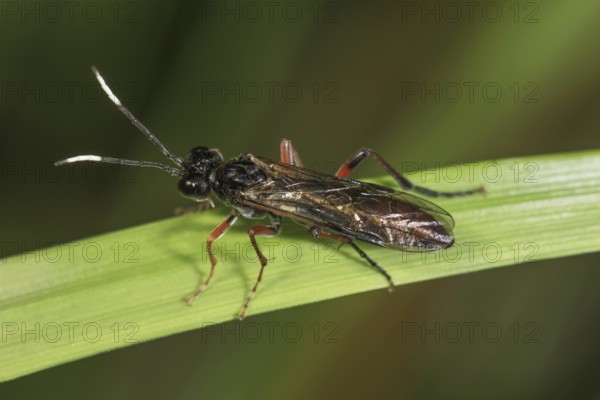 Ichneumonid wasp (Ichneumonidae sp.) with black wings on a plant stem in close-up, Baden-Württemberg, Germany