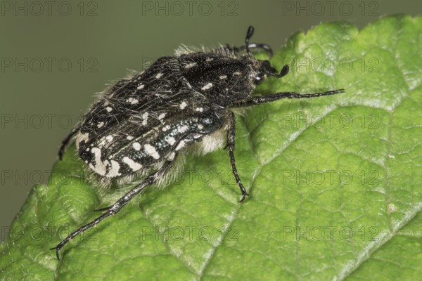 Weeping rose chafer (Oxythyrea funesta) resting on a rough leaf, Baden-Württemberg, Germany