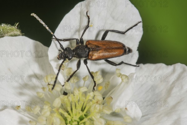 Common narrow-winged tick, male (Strangalia melanura) on a flower of creeping rose (Rosa arvensis) in macro photograph, Baden-Württemberg, Germany