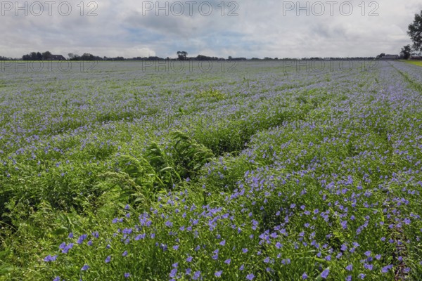 Flax field, blue flax, seed flax, common flax, flax (Linum usitatissimum), Province of Groningen, Netherlands