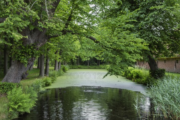 A tranquil river surrounded by lush green trees and plants, a peaceful nature spot, Slochteren, province of Groningen, Netherlands