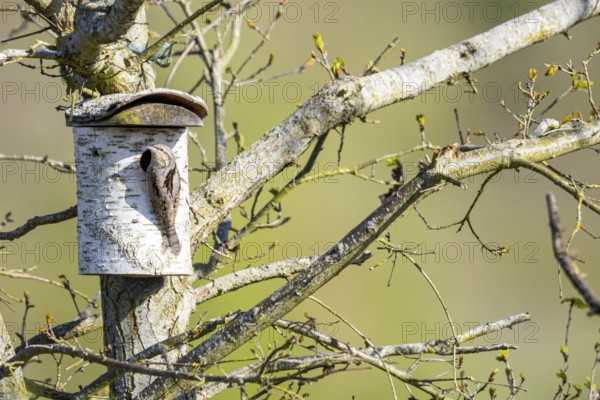 Eurasian wryneck (Jynx torquilla) Germany