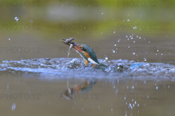 Kingfisher (Alcedo atthis), taking off from the water with a fish in its beak, Lechauen, Bavaria, Germany
