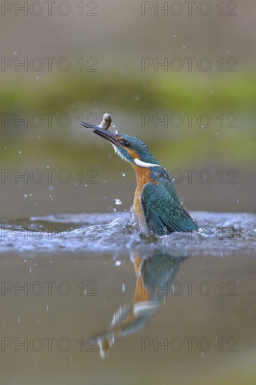 Kingfisher (Alcedo atthis), taking off from the water with a fish in its beak, Lechauen, Bavaria, Germany