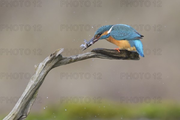 Kingfisher (Alcedo atthis), kills two fish caught at its lookout, Lechauen, Bavaria, Germany