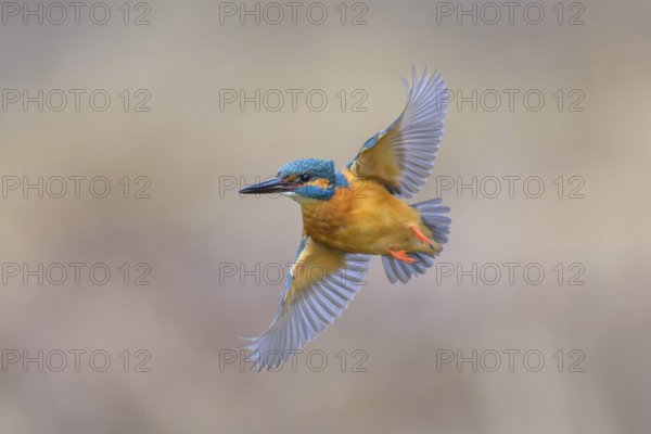 Kingfisher (Alcedo atthis), in flight, Lechauen, Bavaria, Germany