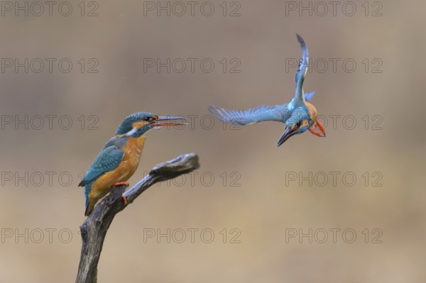 Kingfisher (Alcedo atthis), mating breeding pair, Lechauen, Bavaria, Germany