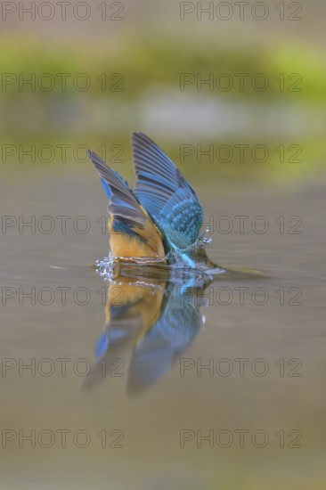 Kingfisher (Alcedo atthis), diving into the water, Lechauen, Bavaria