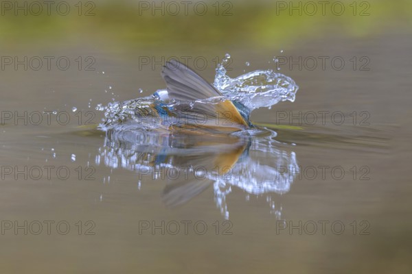 Kingfisher (Alcedo atthis), diving into the water, Lechauen, Bavaria