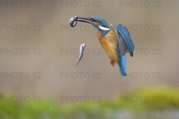Kingfisher (Alcedo atthis), loses one of two fish caught, Lechauen, Bavaria, Germany