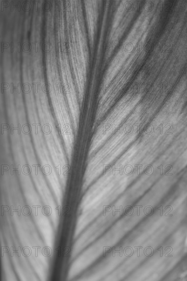 Pretoria Canna Lily (Canna indica, Russian Red), leaf, detail, Germany