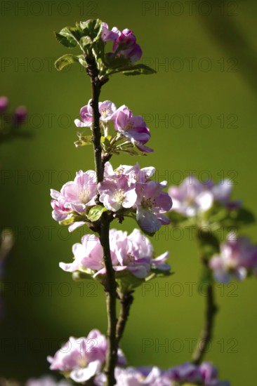 Apple blossom in May, Germany