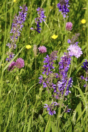 Picturesque meadow in spring, Germany