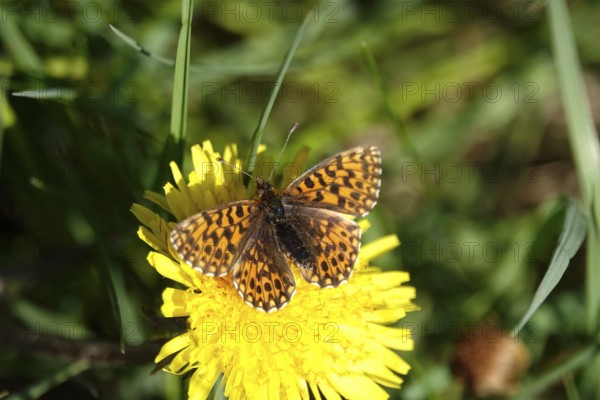 Pearl-bordered moth in a meadow in spring, Germany
