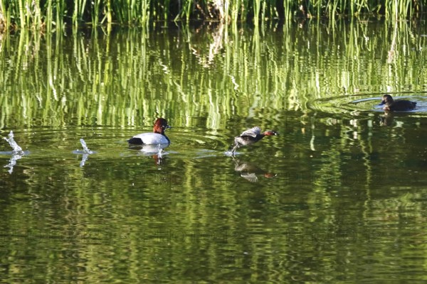 Pochards on a lake, spring, Germany