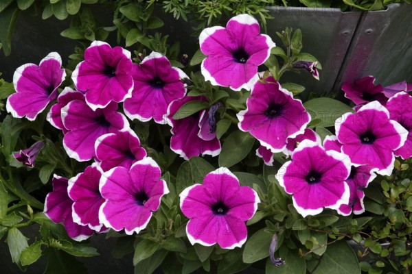 Petunias, Spring, Germany