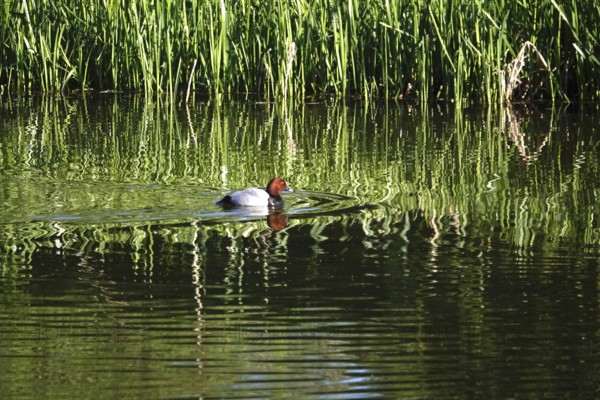 Pochard on a lake, spring, Germany