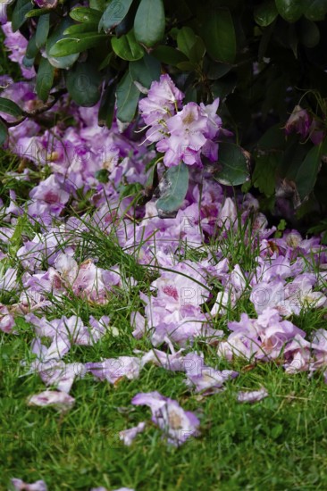 Rhododendron in bloom, end of May, Germany