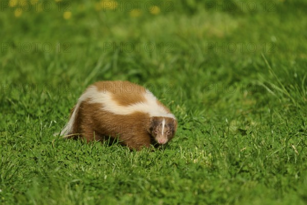 Skunk (Mephitis mephitis), on a green meadow with characteristic fur pattern, France
