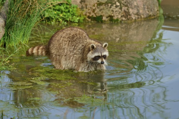 A raccoon (Procyon lotor), standing in a shallow body of water, surrounded by plants and stones, France