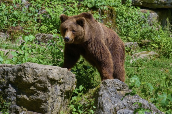 Brown bear (Ursus arctos), in the forest on rocks, surrounded by lush greenery and natural environment, Germany