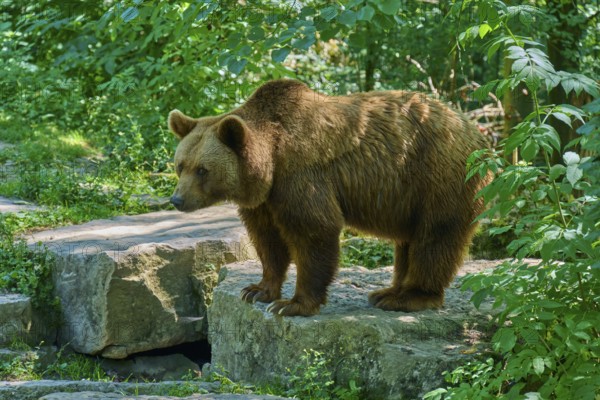 Brown bear (Ursus arctos), on rocks in the forest, surrounded by dense green leaves and nature, Germany