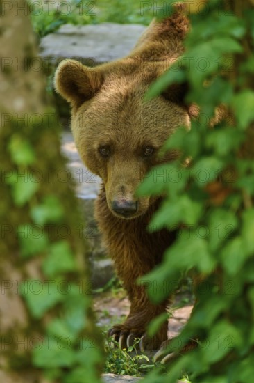 Hidden brown bear (Ursus arctos), looking through dense leaves in the forest, natural habitat, Germany