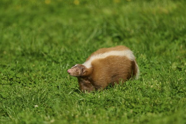 A skunk (Mephitis mephitis), side view on a green meadow, France