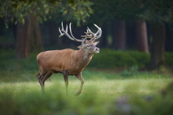 Red deer (Cervus elaphus), walking with proudly raised antlers in the forest, Germany