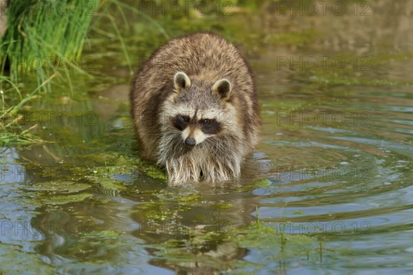 A raccoon (Procyon lotor), standing calmly in the water with surrounding plants, France