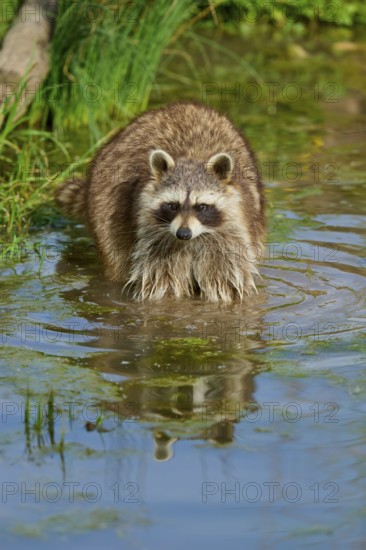 A raccoon (Procyon lotor), in the water, surrounded by plants, France