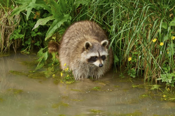 A raccoon (Procyon lotor), on the bank of a body of water, surrounded by plants, France