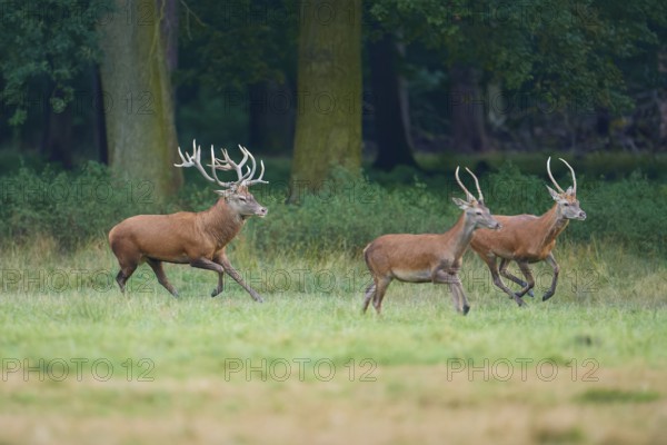 Red deer (Cervus elaphus), three deer running through a green meadow at the edge of a forest, Germany