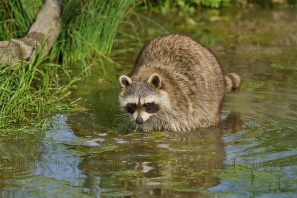 A raccoon (Procyon lotor), standing in shallow water surrounded by grasses, France