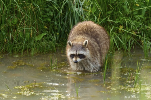 A raccoon (Procyon lotor), standing in the water near an overgrown bank, France