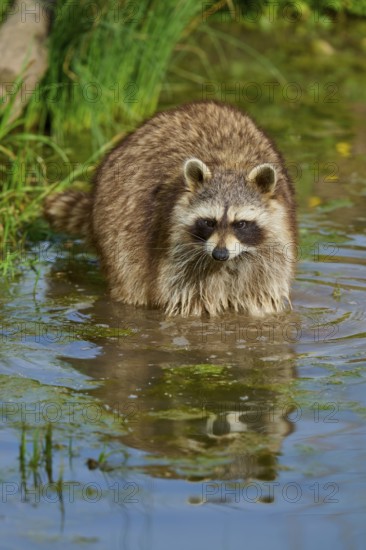 Raccoon (Procyon lotor), standing in water, clear reflection, surrounded by plants, France
