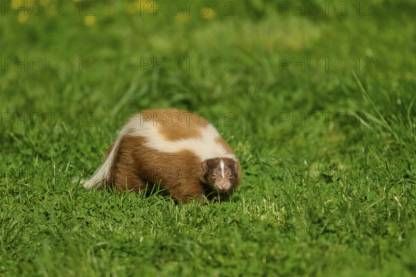 A skunk (Mephitis mephitis), with a white stripe stands on a green meadow, France