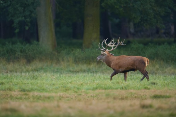 A red deer (Cervus elaphus) with antlers moves through a light-flooded forest meadow, Germany